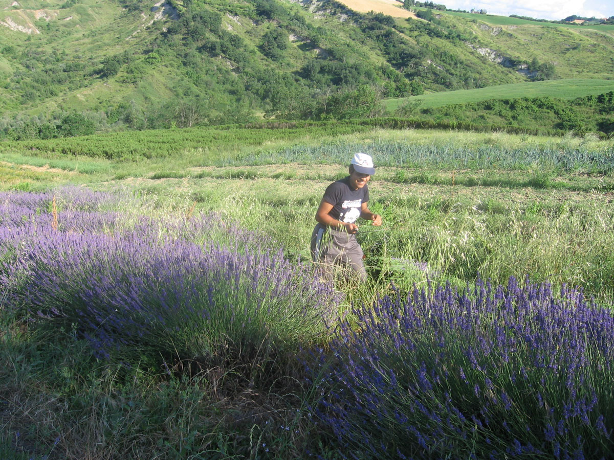 Raccolta della lavanda.