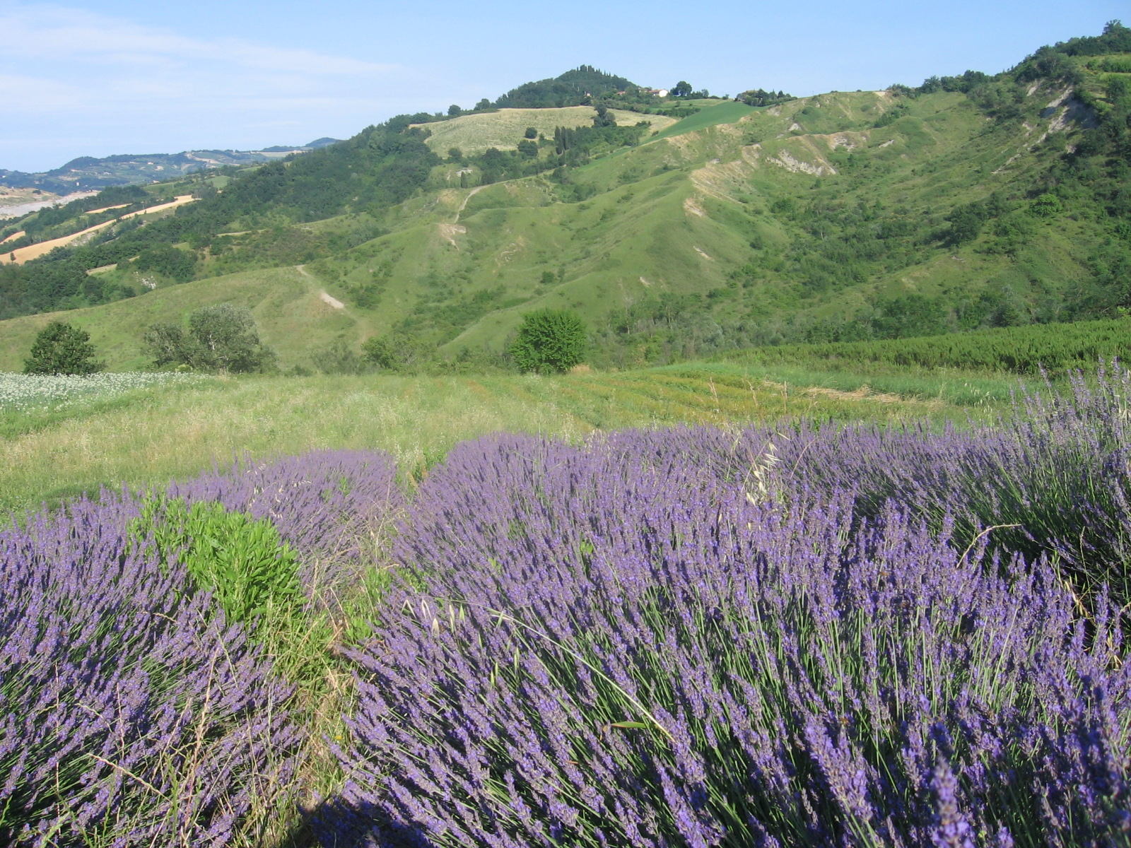 La lavanda migliore di sempre!!